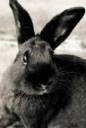 Toril's Animal2.jpg