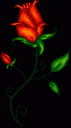 Red_Red_Rose_by_InfinitiesEnd.gif