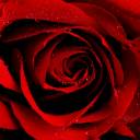 Red_Summer____by_WhiteBook.jpg