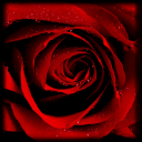 rose.png