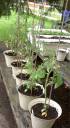 garden7.jpg