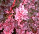 garden3.jpg
