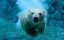 Polar Bear.jpg