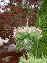garden8.jpg