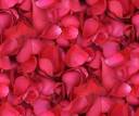 roses.jpg