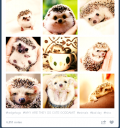 OMG HEDGEHOGS.png