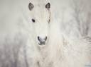 white_horse_in_the_snow-1600x900.jpg