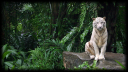 tiger.png