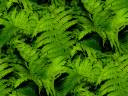 ferns_600.jpg