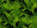 ferns_600_02.jpg