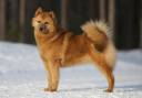 finnish_spitz_0006.jpg