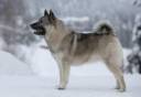 gray_norwegian_elkhound_gray_0003.jpg