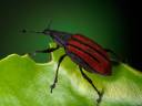gloom_beetle_400.jpg