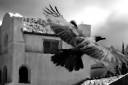 Flying away.jpg