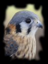 american-kestrel-_wdj8966.png