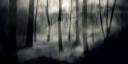 Forest1.jpg