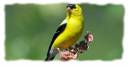 Finch1.jpg