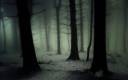 _dark_forest__by_janek_sedlar-d5pwom2.jpg