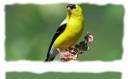 Finch1.jpg