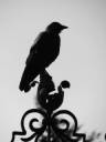 Raven_by_Fynal666.jpg