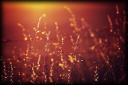 orangegold.png