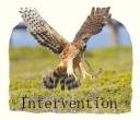 Hawk2.jpg
