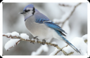 Bluejay.png