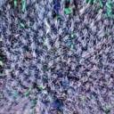 Makutsi Moss.jpg