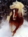 Rue's Horse.jpg