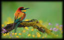 kingfisher.png