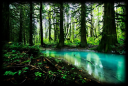 swampforest.png