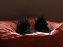 Cats!.jpg