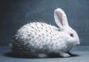 Thorn Hare.jpg