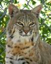 bobcat.jpg