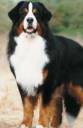 Bernese Mtn.jpg