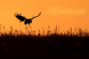 Harrier1.png