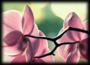 orchid1.png