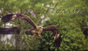 Harrier 2.png