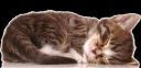Kitty.png