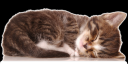 Kitty.png