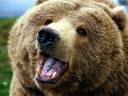 The_brown_bear_-_large_bear.jpg