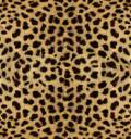 cheetah1.jpg