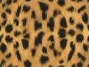 jaguar1.jpg