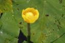 Lilly-closeup.jpg