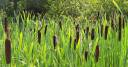 Cattails-cropped.jpg