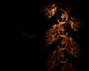 Gold leaf background.jpg
