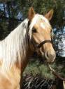 horse.jpg