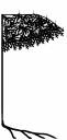 white_oak_leaf_edit3.jpg