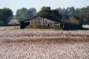 Cotton Field Storehouse.JPG