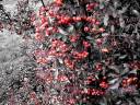 _______red_berries________by_amorpheusart-d5m4gam.jpg